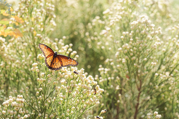 butterfly and hoverflies
