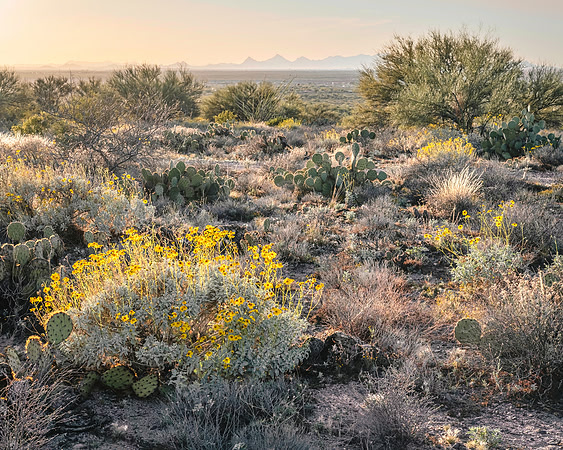 View of the Tucson Mountains from  the Pistol Hill foothills, Vail, Arizona