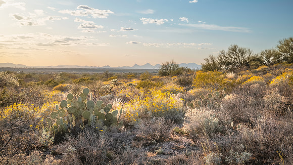Tucson Mountains